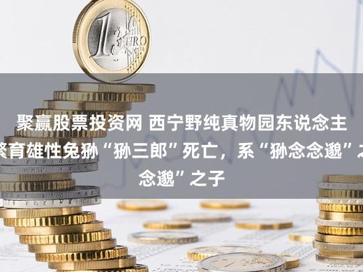 聚赢股票投资网 西宁野纯真物园东说念主工繁育雄性兔狲“狲三郎”死亡，系“狲念念邈”之子